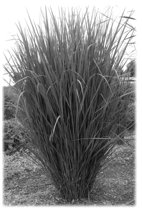 Figure 1 of US plant patent PP36395, the photograph of Nontlobg printed in the patent.