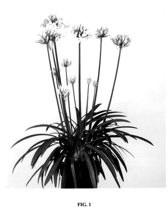 Figure 1 of US plant patent PP36396, the photograph of HPP4087 printed in the patent.