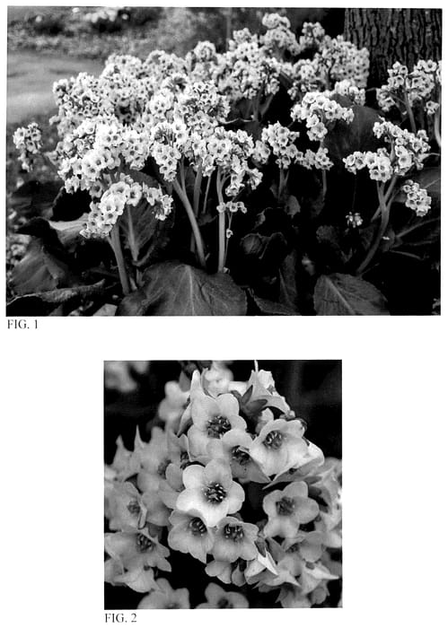 Figure 1 of US plant patent PP36397, the photograph of Fairytale Romance printed in the patent.