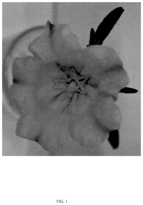 Figure 1 of US plant patent PP36398, the photograph of CHAMELEON ROSE printed in the patent.