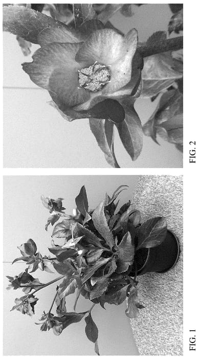 Figure 1 of US plant patent PP36399, the photograph of HG 1412 printed in the patent.