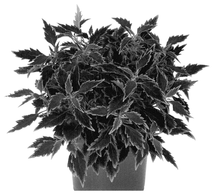 Figure 1 of US plant patent PP36400, the photograph of Docoldotonas printed in the patent.