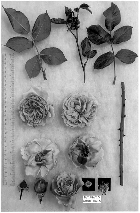 Figure 1 of US plant patent PP36401, the photograph of AUSB18A15 printed in the patent.
