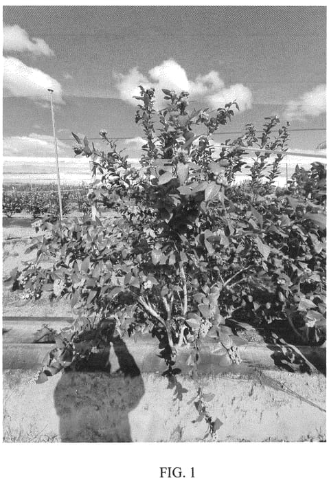 Figure 1 of US plant patent PP36402, the photograph of Ridley7301 printed in the patent.