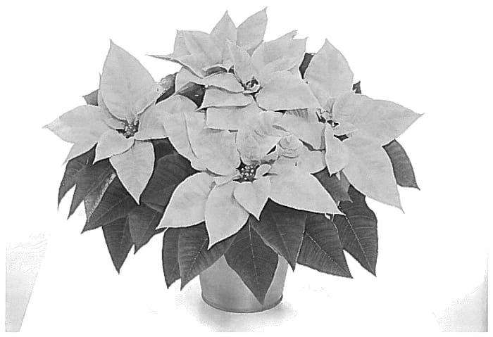 Figure 1 of US plant patent PP36403, the photograph of NPCW23402 printed in the patent.