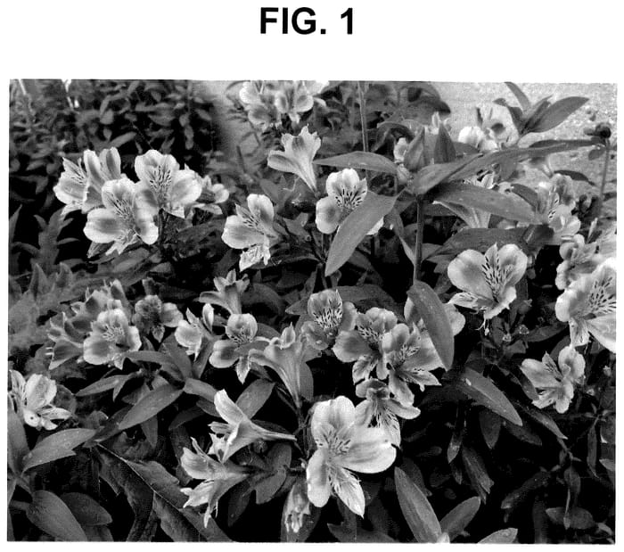 Figure 1 of US plant patent PP36404, the photograph of Coral Chaos printed in the patent.
