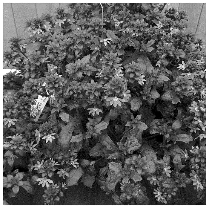 Figure 1 of US plant patent PP36405, the photograph of Doscascacappur printed in the patent.