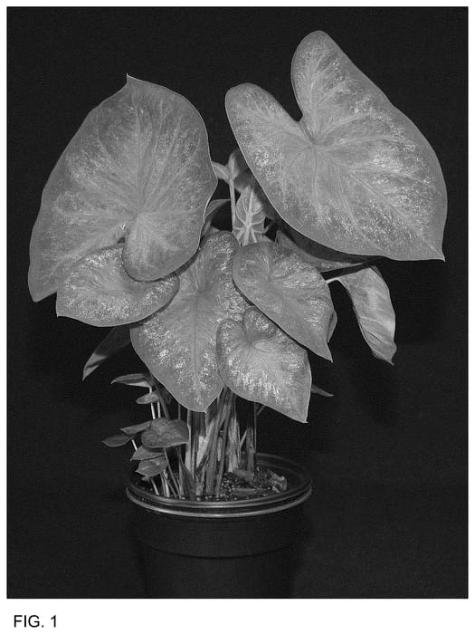 Figure 1 of US plant patent PP36406, the photograph of RSB OF15-200 printed in the patent.