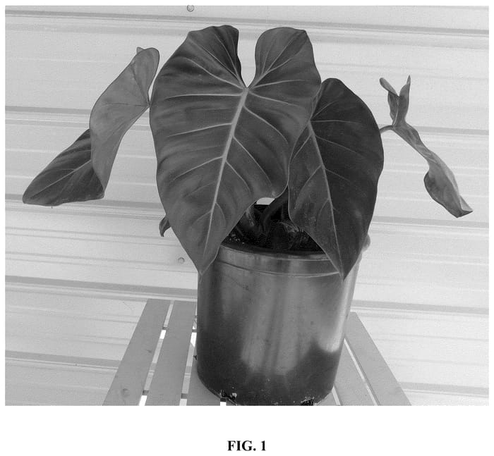 Figure 1 of US plant patent PP36407, the photograph of Tropic Blush printed in the patent.
