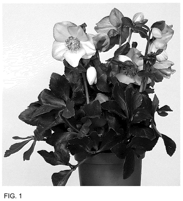 Figure 1 of US plant patent PP36408, the photograph of HL 1034 printed in the patent.