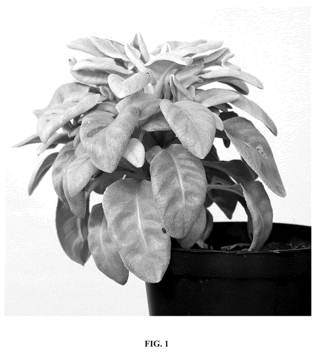 Figure 1 of US plant patent PP36409, the photograph of Angel Baby printed in the patent.