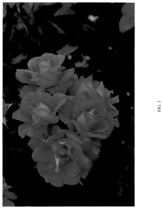 Figure 1 of US plant patent PP36410, the photograph of BOZFRA321 printed in the patent.
