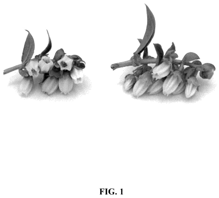 Figure 1 of US plant patent PP36411, the photograph of FCM14-057 printed in the patent.