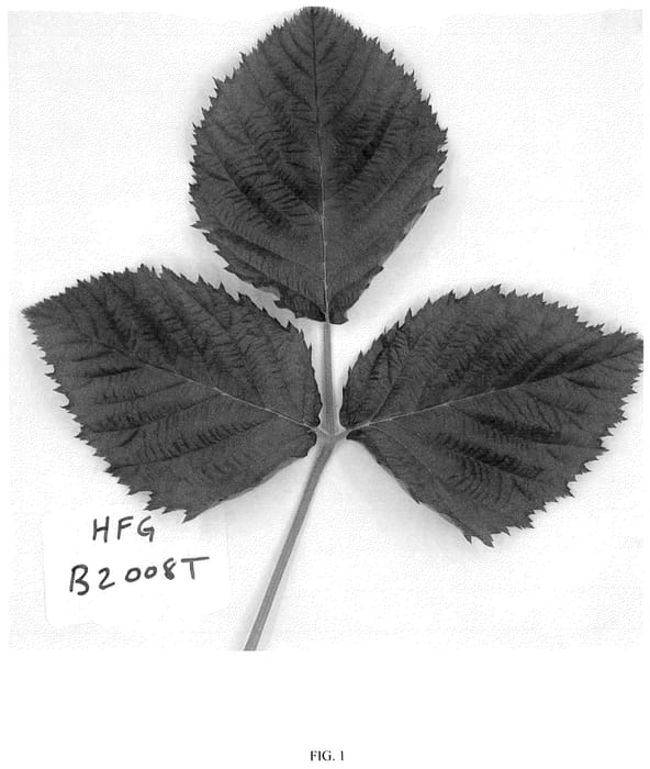 Figure 1 of US plant patent PP36412, the photograph of HFG B2008T printed in the patent.