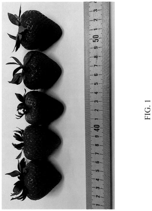 Figure 1 of US plant patent PP36413, the photograph of DrisStrawOneHundredFive printed in the patent.