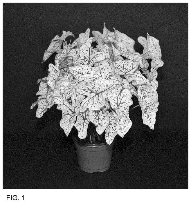 Figure 1 of US plant patent PP36414, the photograph of CST OF14-255 printed in the patent.