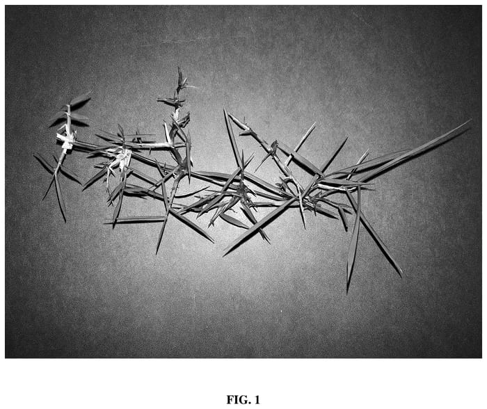 Figure 1 of US plant patent PP36415, the photograph of FAES1319 printed in the patent.