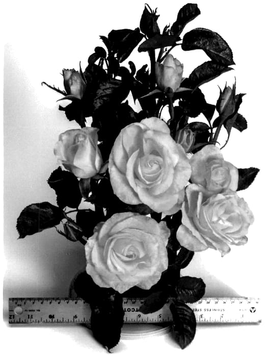 Figure 1 of US plant patent PP36416, the photograph of WEKmotonton printed in the patent.