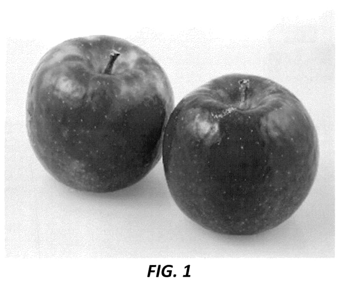 Figure 1 of US plant patent PP36417, the photograph of PremA019 printed in the patent.