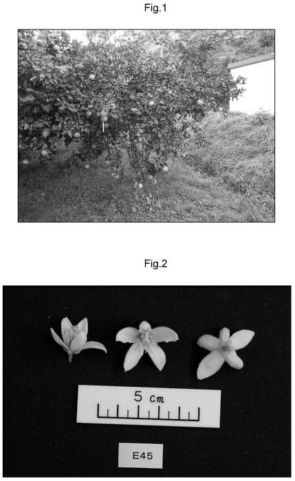 Figure 1 of US plant patent PP36418, the photograph of Mikanken16 printed in the patent.