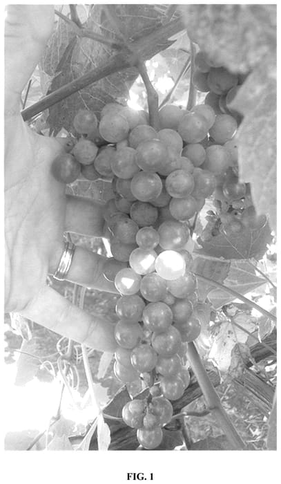 Figure 1 of US plant patent PP36419, the photograph of ND213 printed in the patent.