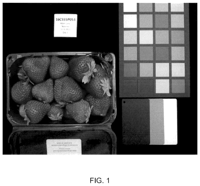 Figure 1 of US plant patent PP36420, the photograph of UC Surfline printed in the patent.