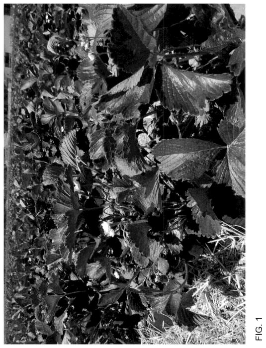 Figure 1 of US plant patent PP36421, the photograph of Ravellia printed in the patent.