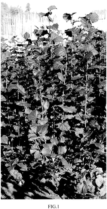 Figure 1 of US plant patent PP36422, the photograph of BWM01 printed in the patent.