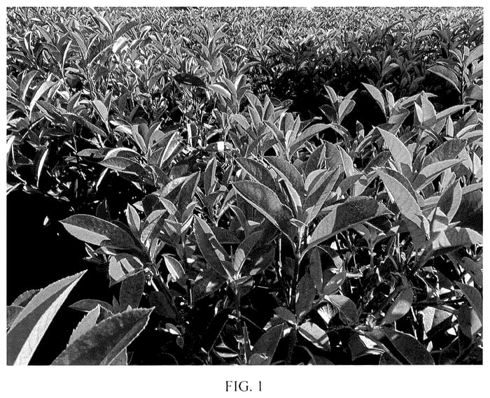 Figure 1 of US plant patent PP36423, the photograph of JBN 17001 printed in the patent.