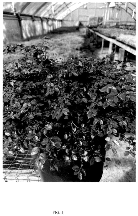 Figure 1 of US plant patent PP36424, the photograph of LRD-51-22 printed in the patent.