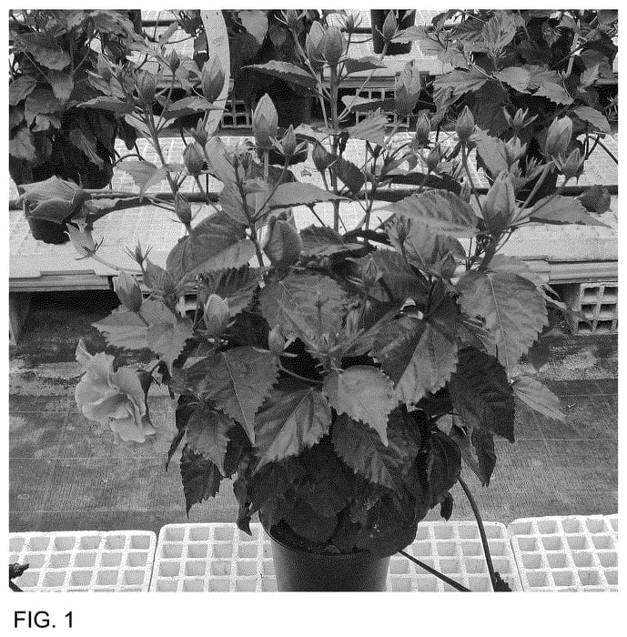 Figure 1 of US plant patent PP36425, the photograph of Dohibcarbre printed in the patent.