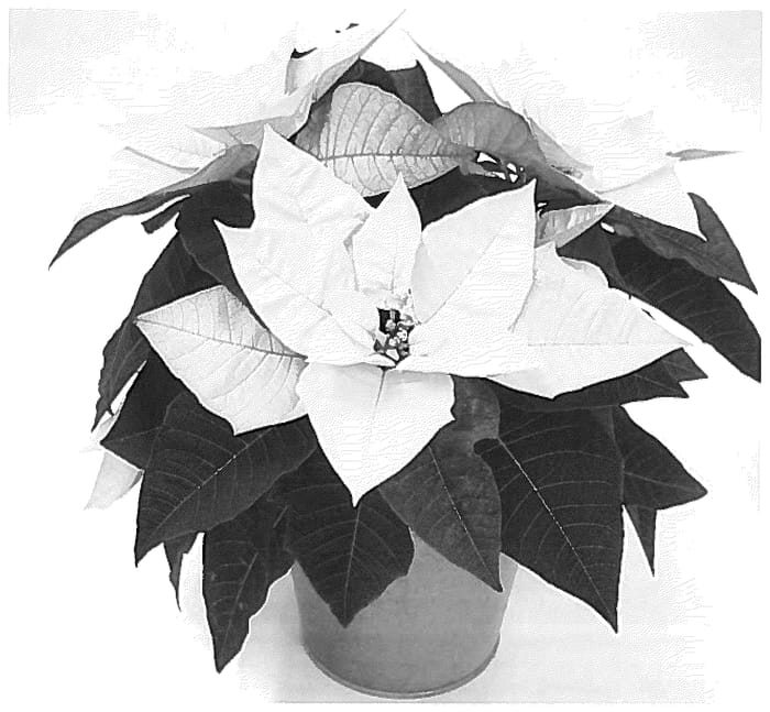 Figure 1 of US plant patent PP36426, the photograph of NPCW23396 printed in the patent.