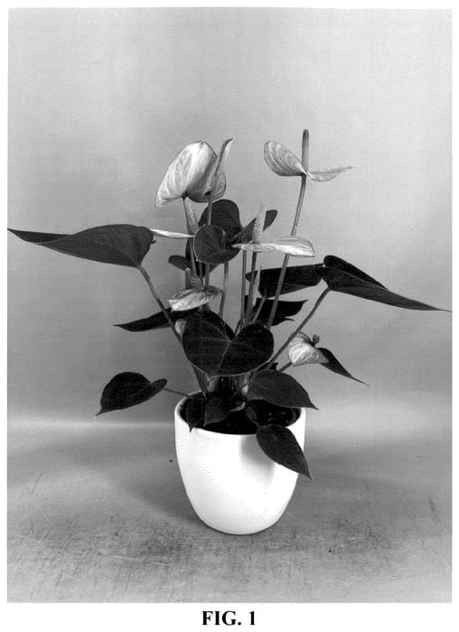 Figure 1 of US plant patent PP36427, the photograph of AN2809193 printed in the patent.