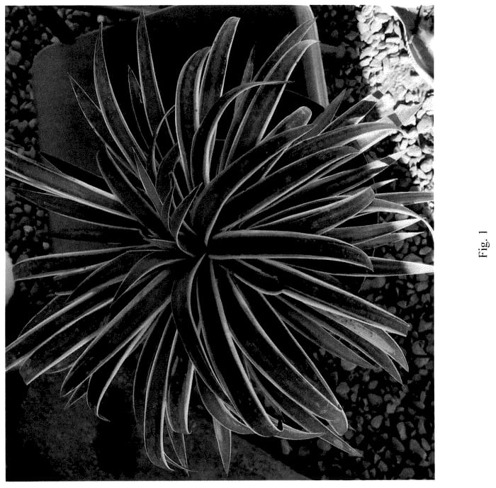 Figure 1 of US plant patent PP36428, the photograph of JSCS01 printed in the patent.