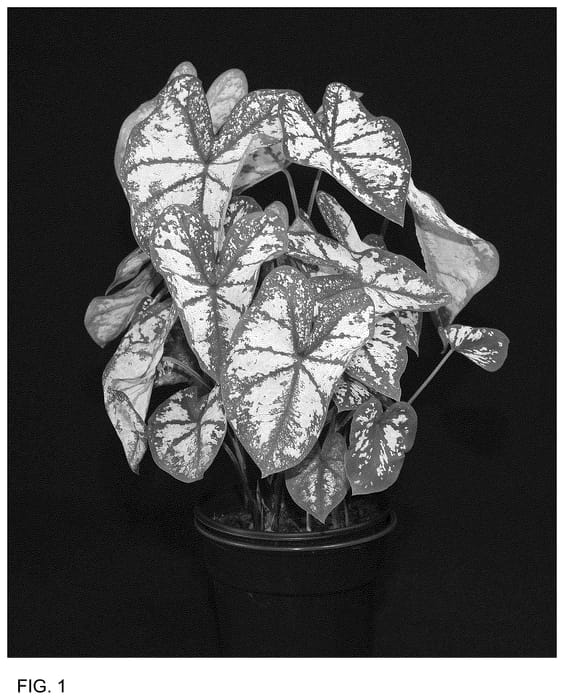 Figure 1 of US plant patent PP36429, the photograph of WCH OF14-1172 printed in the patent.