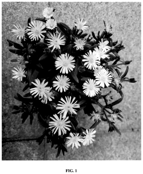 Figure 1 of US plant patent PP36430, the photograph of S3whi printed in the patent.