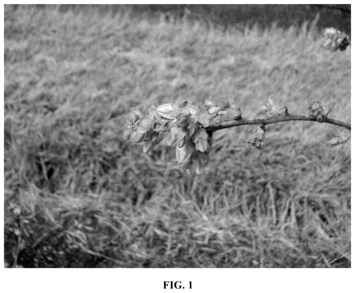 Figure 1 of US plant patent PP36431, the photograph of FC13-113 printed in the patent.
