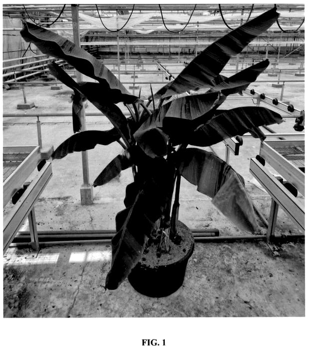 Figure 1 of US plant patent PP36432, the photograph of Lou 1 printed in the patent.