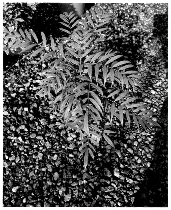 Figure 1 of US plant patent PP36433, the photograph of ALT 2 printed in the patent.