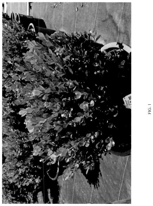 Figure 1 of US plant patent PP36434, the photograph of WINTER JADE printed in the patent.