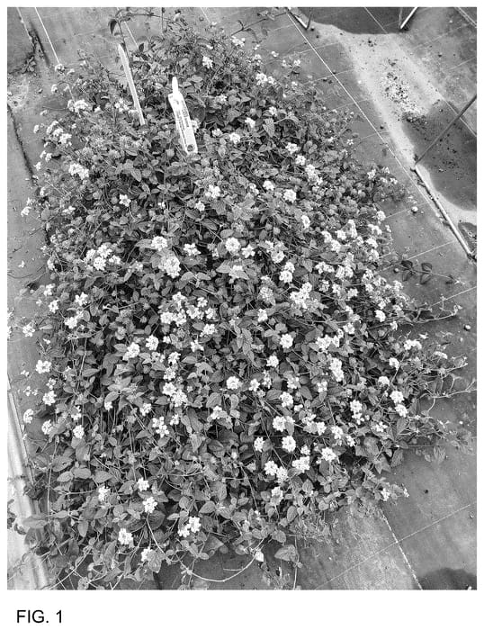 Figure 1 of US plant patent PP36435, the photograph of Dolantralapi printed in the patent.