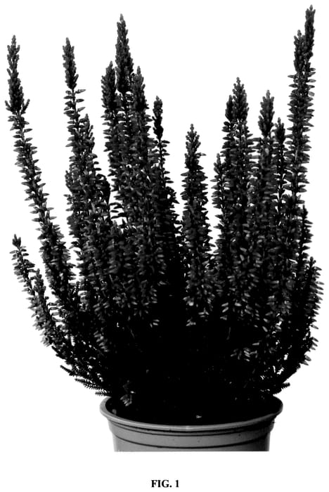 Figure 1 of US plant patent PP36436, the photograph of Lynn printed in the patent.