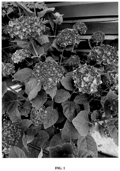 Figure 1 of US plant patent PP36437, the photograph of BAIadele printed in the patent.