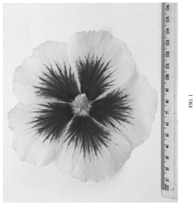 Figure 1 of US plant patent PP36438, the photograph of WALHIFLAR printed in the patent.