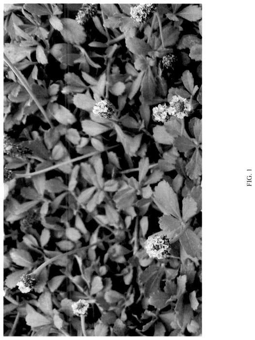 Figure 1 of US plant patent PP36439, the photograph of ECOLOPIA 4 printed in the patent.