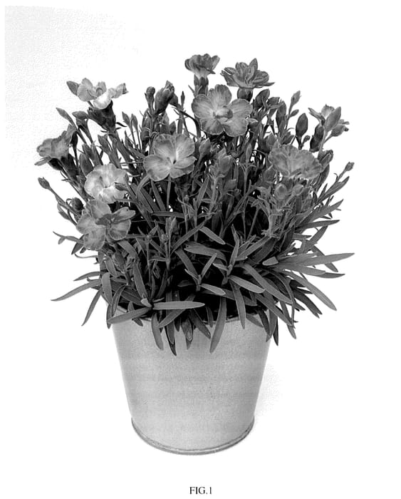 Figure 1 of US plant patent PP36440, the photograph of KLEDG23495 printed in the patent.