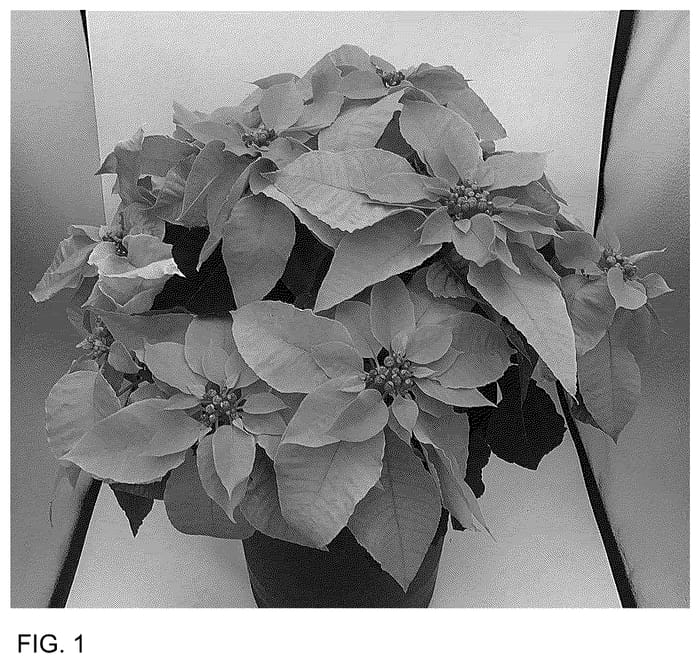Figure 1 of US plant patent PP36441, the photograph of BONPRI 1647 printed in the patent.