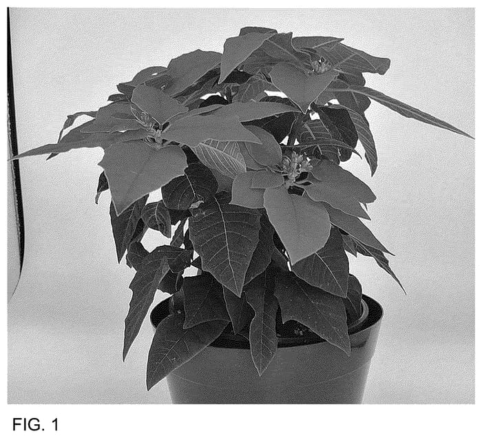 Figure 1 of US plant patent PP36442, the photograph of BONPRI 1762 printed in the patent.