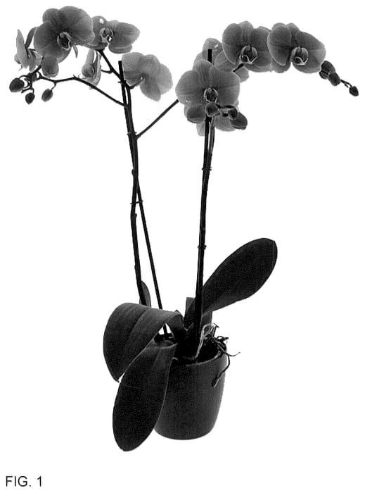 Figure 1 of US plant patent PP36443, the photograph of Tambourine Girl printed in the patent.