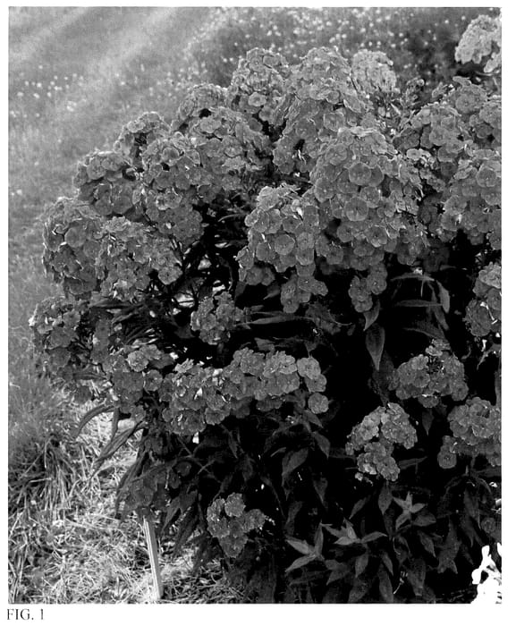 Figure 1 of US plant patent PP36444, the photograph of Material Girl printed in the patent.